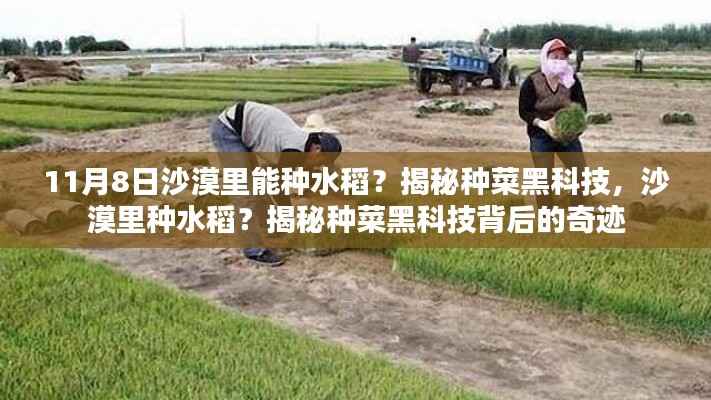 揭秘沙漠种菜黑科技,水稻种植背后的奇迹探索