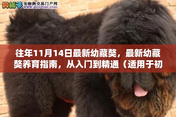 最新幼藏獒养育指南,从入门到精通,适合初学者与进阶用户全攻略(往年幼藏獒最新资讯)