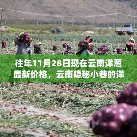 探寻云南隐秘小巷的洋葱秘香,最新价格与美食奇遇(11月28日)