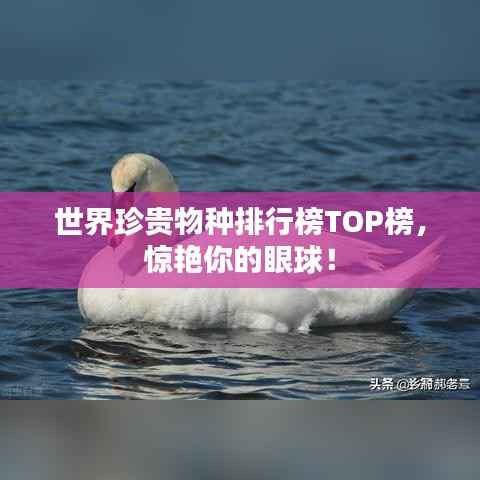 虎背熊腰 第3页