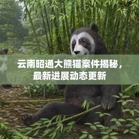 云南昭通大熊猫案件揭秘,最新进展动态更新