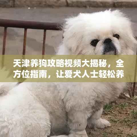 天津养狗攻略视频大揭秘,全方位指南,让爱犬人士轻松养宠!
