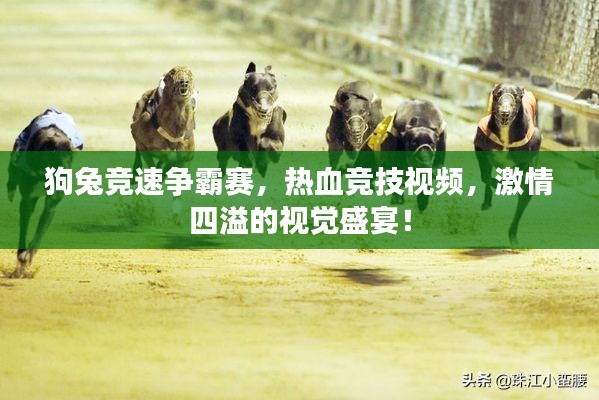 狗兔竞速争霸赛,热血竞技视频,激情四溢的视觉盛宴!
