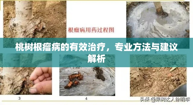 桃树根瘤病的有效治疗,专业方法与建议解析